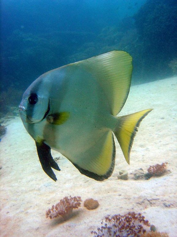 Batfish 1 